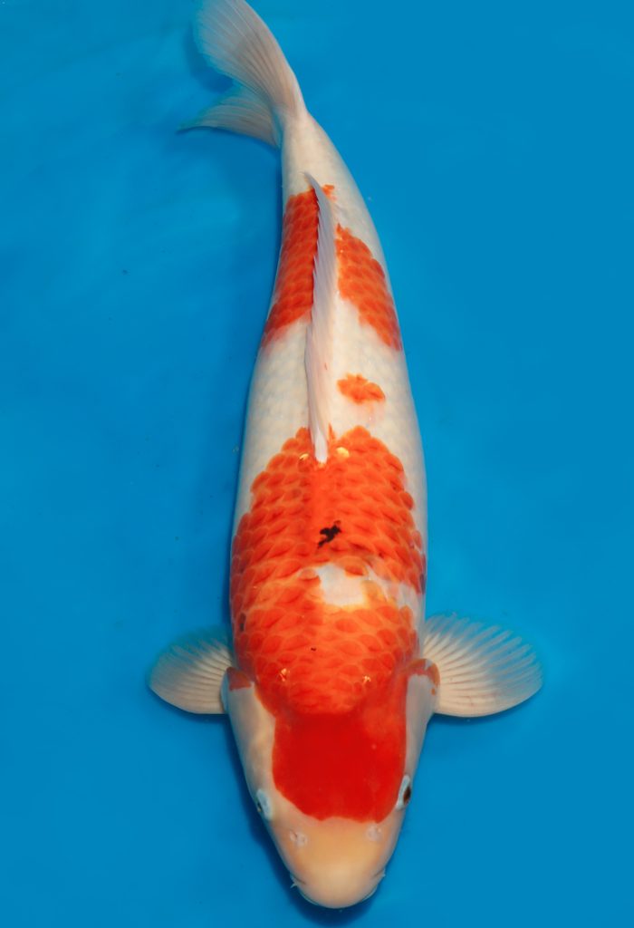 Koi Auktion Dainichi Showa Nisai MonaLisa 60cm T14 0111 Dainichi Europe