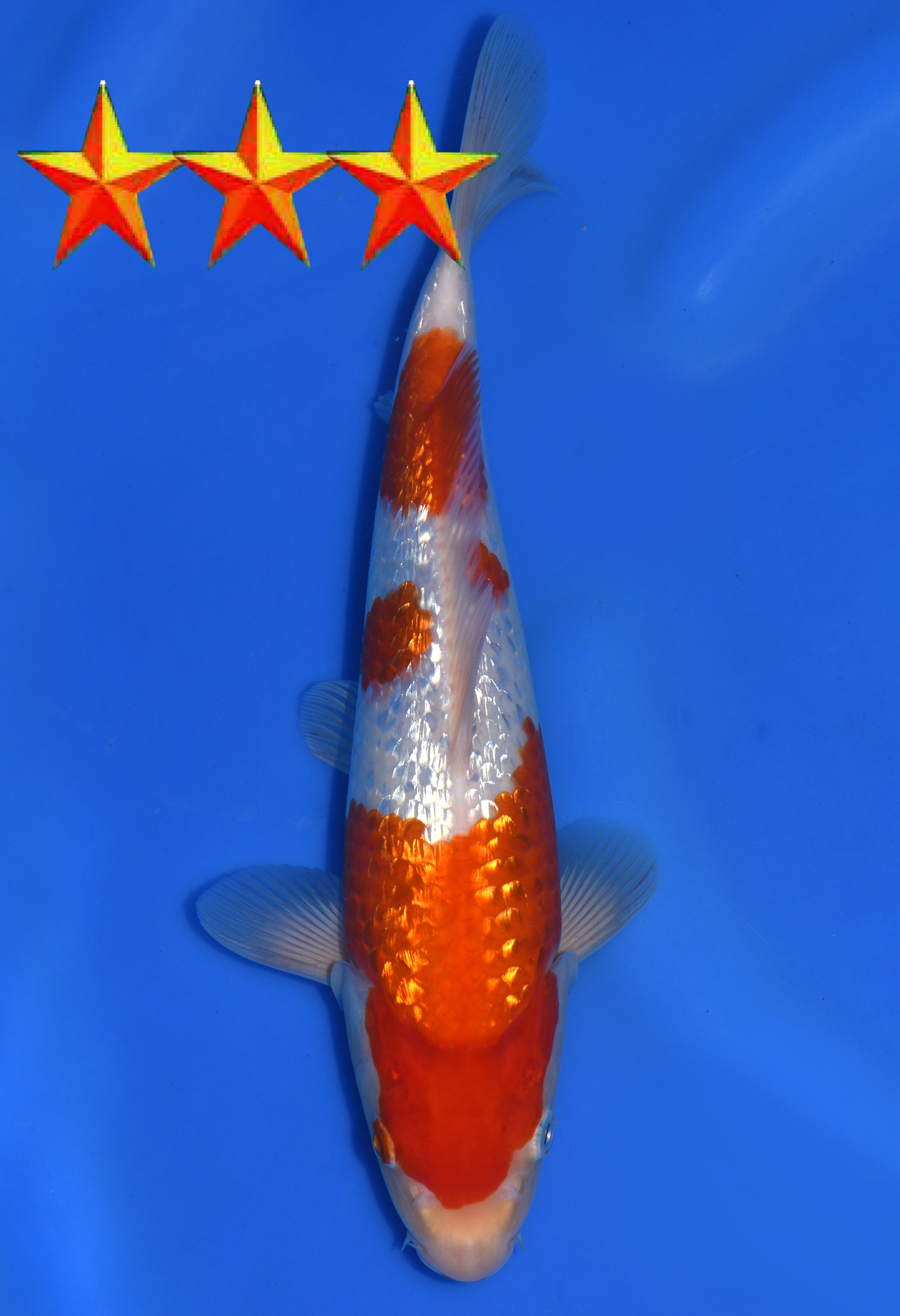 koi-auction-dainichi-ginrinkohaku-jumbotosai-xginrinkohaku-28cm-gt3-359-dainichi-europe